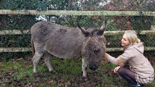 A women crouched down, stroking the head of a small grey donkey.