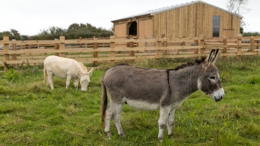 A grey donkey looking to the side while a white donkey grazing behind