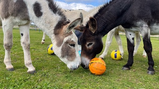A white and grey donkey and a dark brown donkey stood nose to nose with an orange football