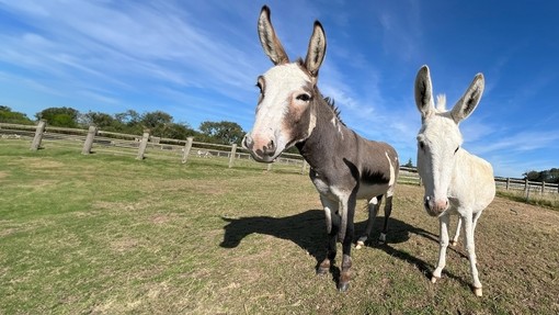 A grey donkey with a white face with a smaller white donkey stood on its right