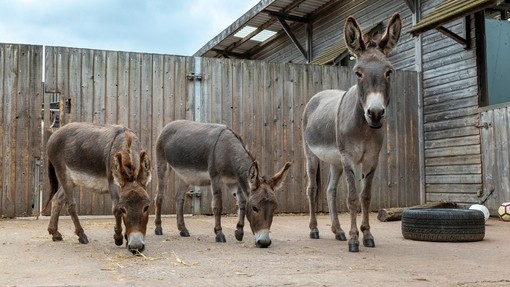 Two grey miniature donkeys grazing with another grey donkey looking toward camera. Logo reads: Together we can change their story this Christmas.