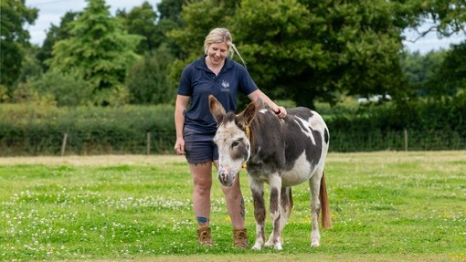 A female groom stood with her hand on the back of a white and brown skewbald donkey