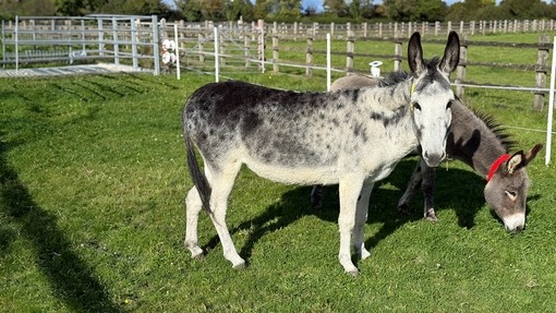 A white and grey donkey looking forward in front of a grey donkey with a red collar
