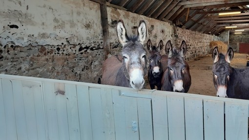 Four dark brown donkeys stood in a stone stable looking over a blue fence 