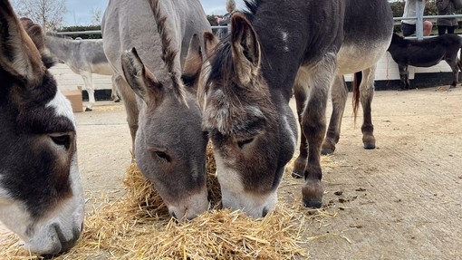 Two grey donkeys eating hay enrichment on the floor of an outside padock