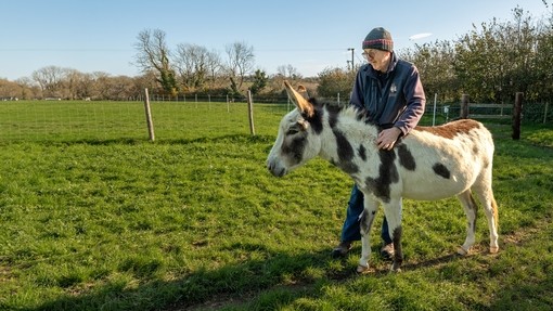 A man stood with a white and brown skewbald donkey in a field