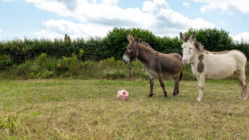 A brown donkey and a white donkey with brown spots stood in a field