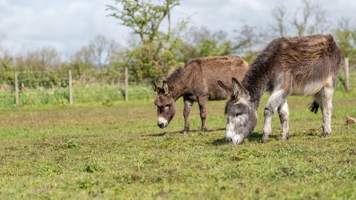 A grey and a brown donkey stood next to each other grazing in a field.