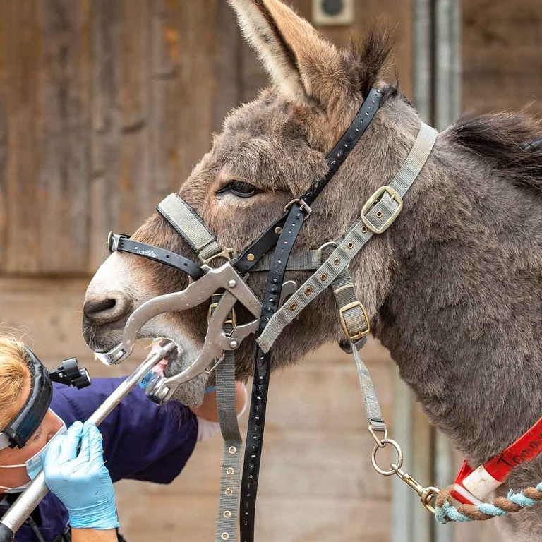 Donkey receiving dentistry check up by vet.
