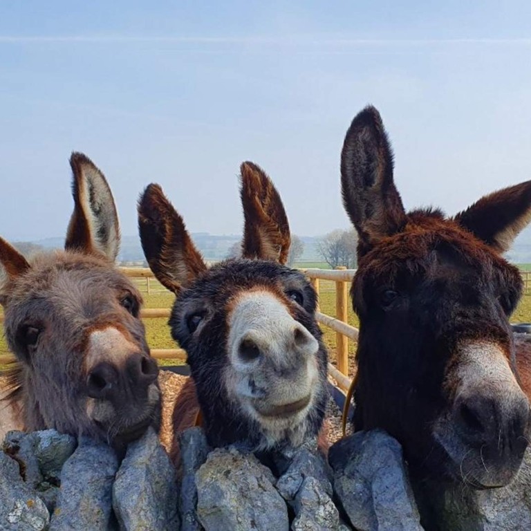 Dora, Bella and Bonny at Derbyshire sanctuary