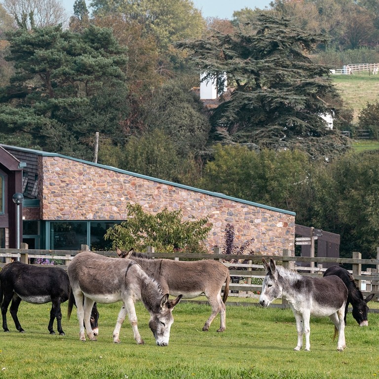Shelter 1 donkeys at Sidmouth