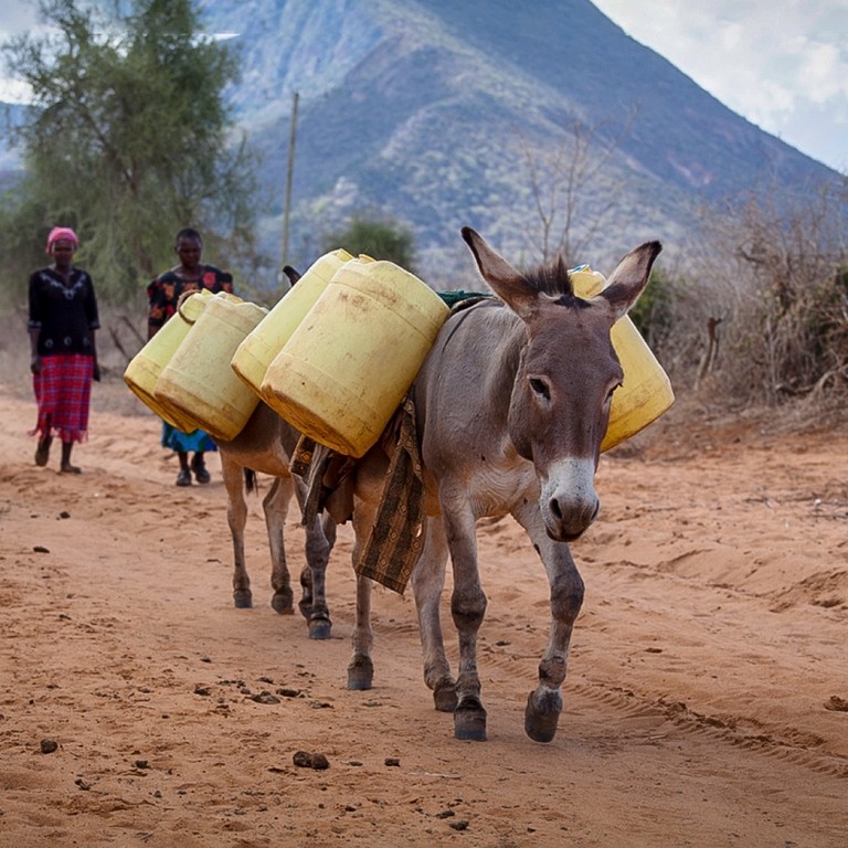 Donkey carrying water for its owners