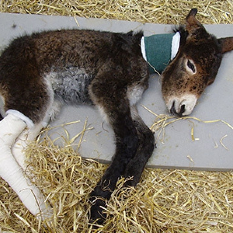Adoption donkey Zena as a foal