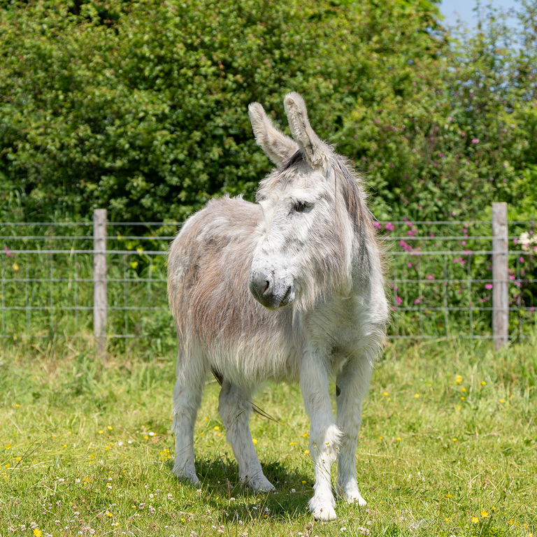 Adoption donkey Ashley
