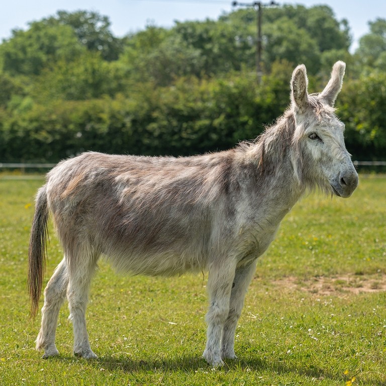Adoption donkey Ashley