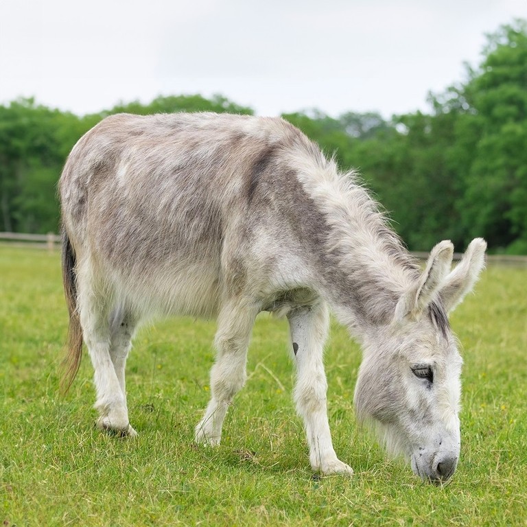 A grey donkey grazing on grass.