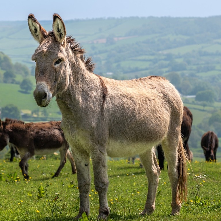 A grey donkey stood in a field with a group of donkeys in the background