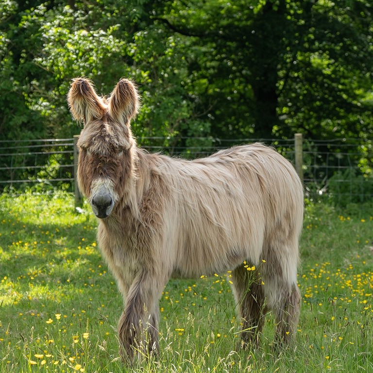 A Poitou donkey stood in a field