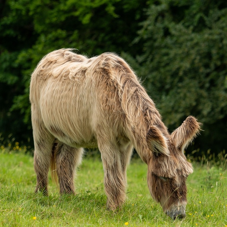 A Potiou donkey grazing in a field