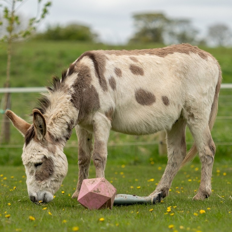 A skewbald donkey in a field