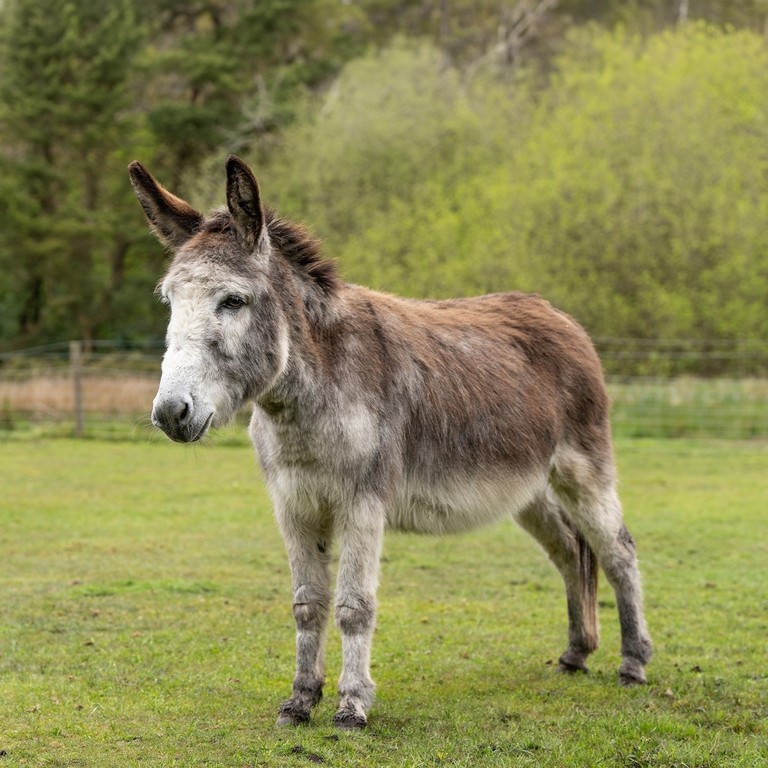 A grey donkey in a field