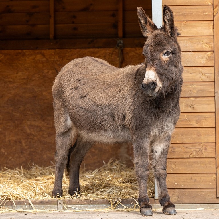 A brown donkey in a field