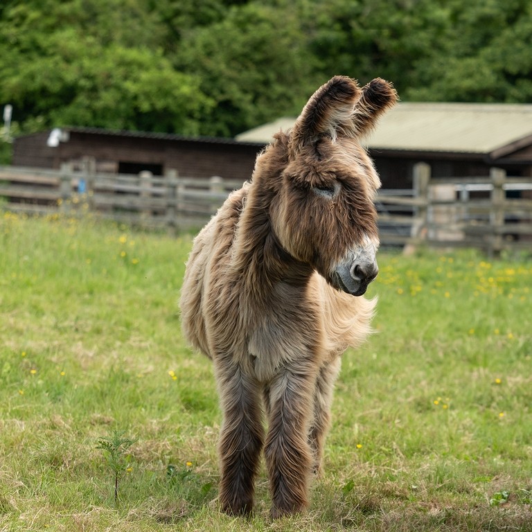 A Poitou donkey stood in a field