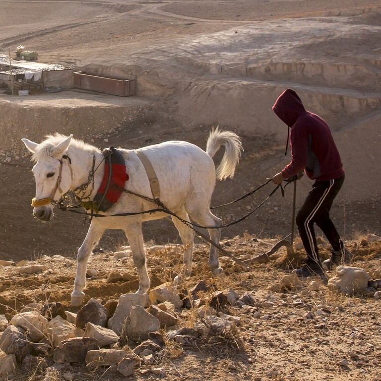 A white working mule on a rural path in Morocco