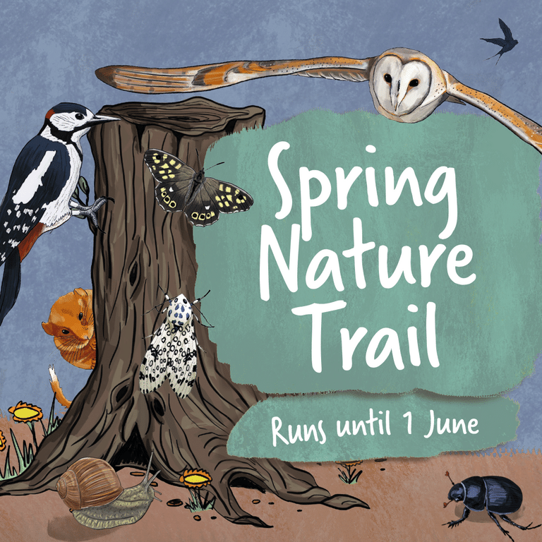 illustrated owl, woodpecker and field mouse with easter eggs