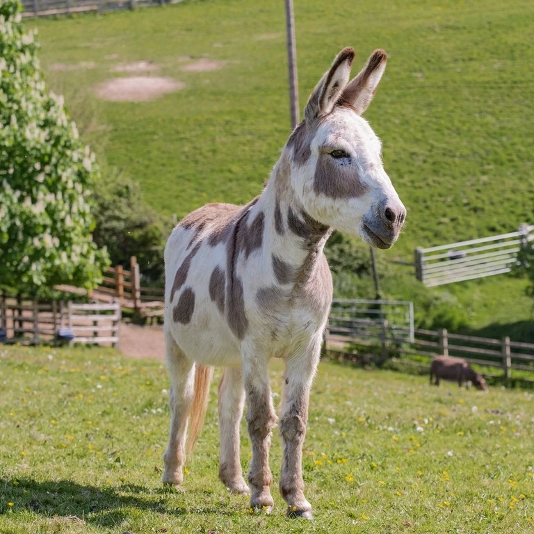 The Development Donkey World leaders in donkey welfare | The Donkey Sanctuary