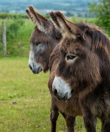 Adoption donkey Felicity at The Donkey Sanctuary Belfast