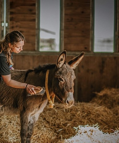 Janneke grooming a donkey