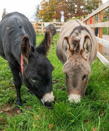 A black and a grey donkey grazing in their paddock