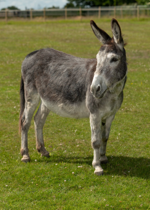 Adoption donkey tat headshot