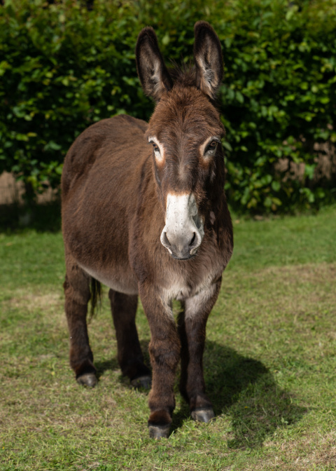 Adoption donkey Tornado headshot