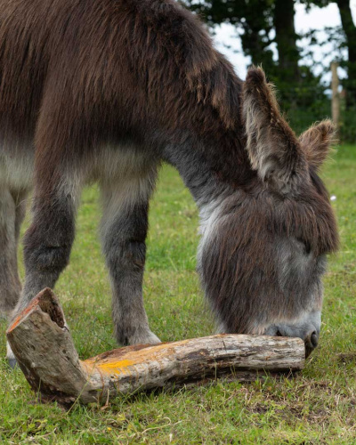 Adoption donkey Marko licking honey and spices from a log as part of an enrichment activity