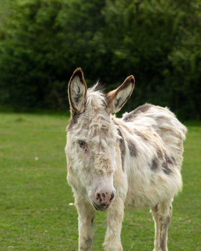 Adoption donkey Walter in a field at The Donkey Sanctuary Sidmouth