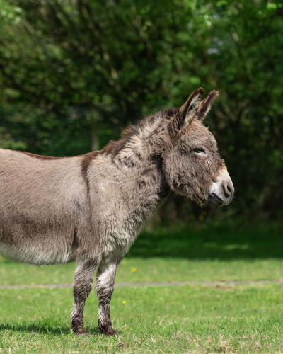 Adoption donkey Hector in a field. 