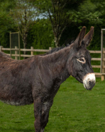 Adoption Donkey Ruby 002