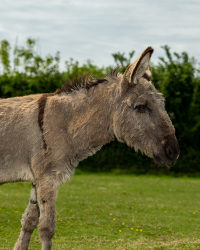 Adoption Donkey Timothy 002