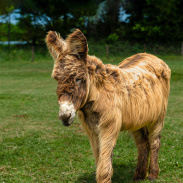 Adoption donkey Percy in his field