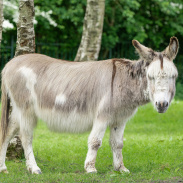 Adoption donkey Sam in a field.