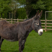 Adoption Donkey Ruby 002