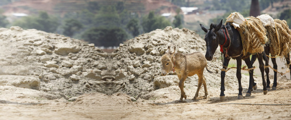 Donate hero - brick kiln donkeys and mules