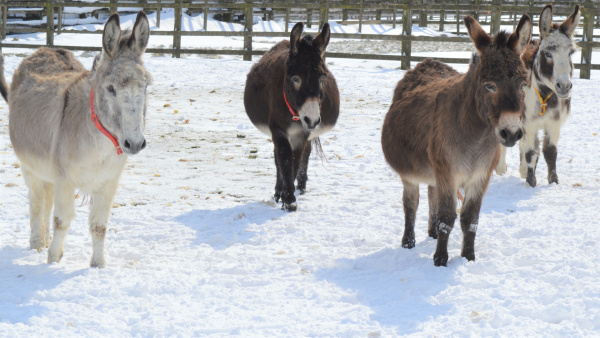 Donkeys in the snow - Donate