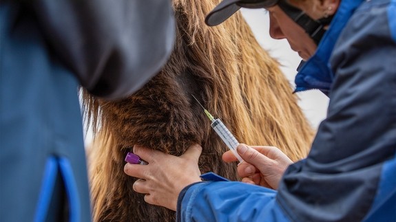 A light brown donkey receiving medication through an injection into its neck