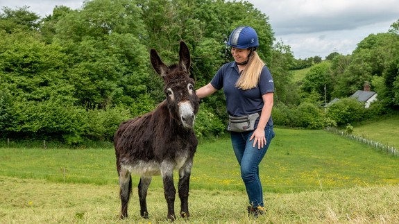 A brown donkey with a donkey behaviourist in a field.