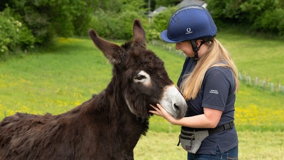 A dark brown donkey with her behaviourist in a field