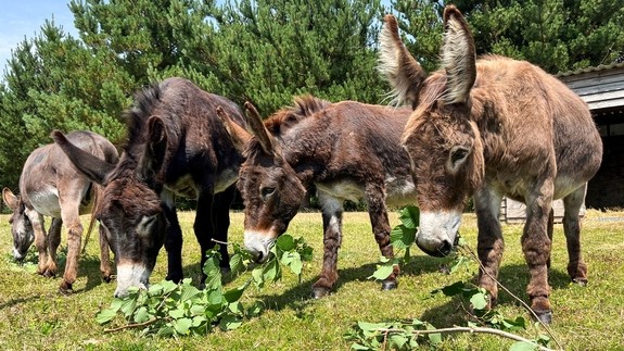 Four donkeys eating.