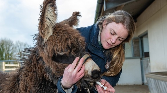 A groom giving a brown donkey medicine through a syringe into it's mouth
